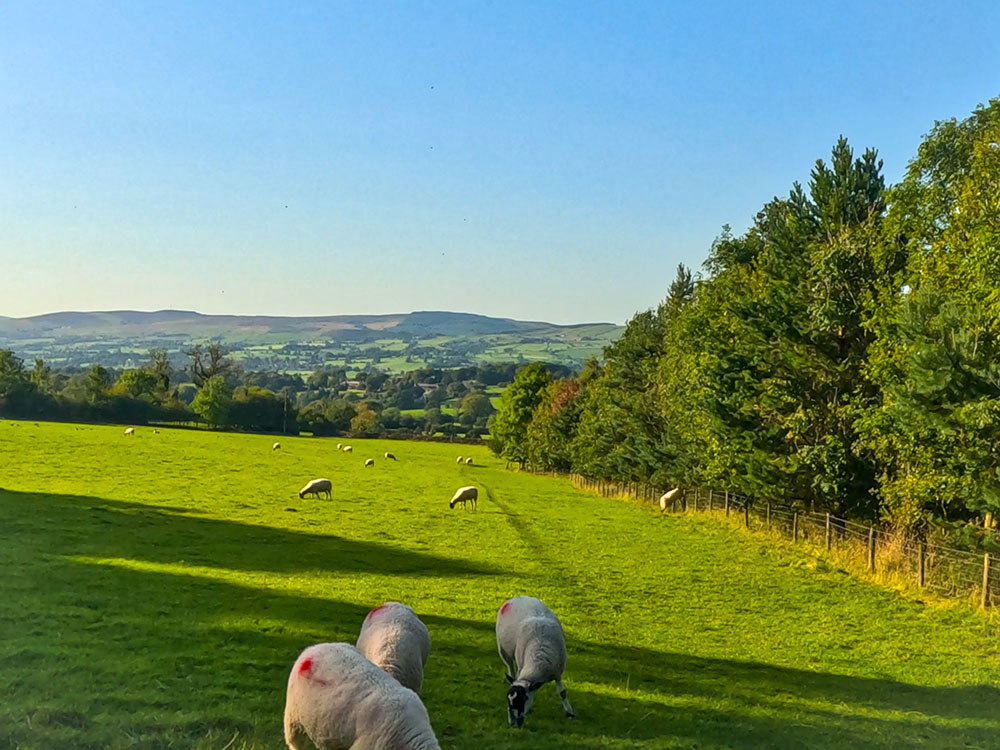 Walking down through the fields on the way back to Downham