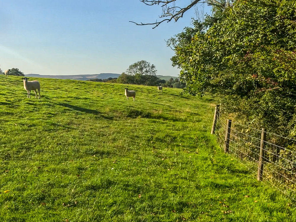 Follow the path alongside the fence as it heads back down towards Downham