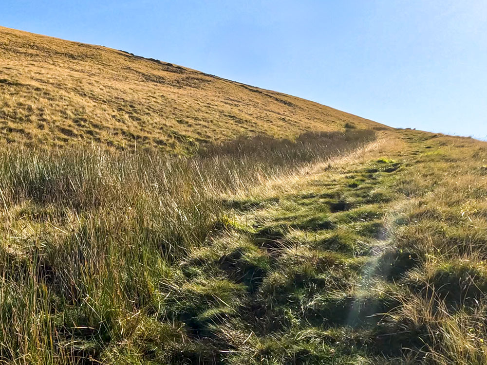 Heading diagonally upwards alongside a line of reeds towards Pendle Moor