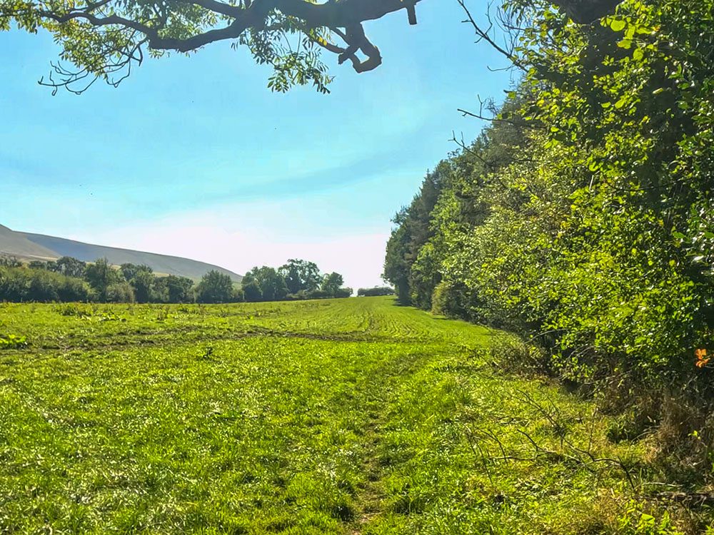 The path follows the side of Longlands Wood in Downham