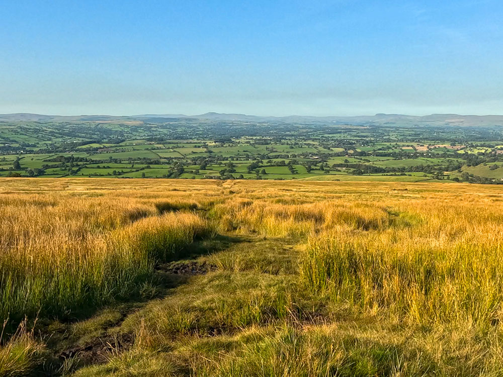 The path heads down through the reeds